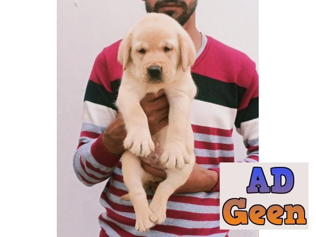 used Golden Or Black Labrador Puppy for sale 
